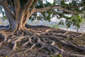 Дерево Життя – Шаманська Тантра – Праця з пращурами